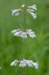 Penstemon laevigatus Aiton