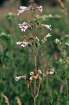 Penstemon laevigatus Aiton
