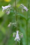 Penstemon laevigatus Aiton
