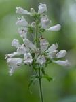 Penstemon pallidus Small