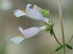 Penstemon pallidus Small