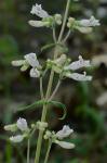 Penstemon pallidus Small