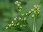 Penthorum sedoides L.