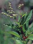 Penthorum sedoides L.