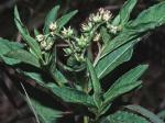 Penthorum sedoides L.