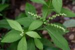 Penthorum sedoides L.
