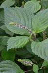 Perilla frutescens (L.) Britt.