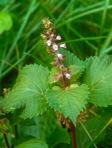 Perilla frutescens (L.) Britt.