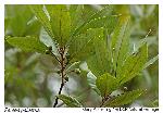 Tamala palustris Rafinesque