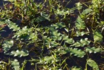 Persicaria amphibia (L.) Gray