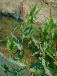 Persicaria amphibia (L.) Gray