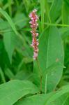 Persicaria amphibia (L.) Gray