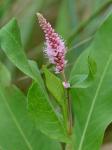 Persicaria amphibia (L.) Gray