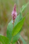 Persicaria amphibia (L.) Gray