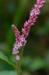 Persicaria amphibia (L.) Gray