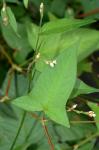 Persicaria arifolia (L.) Haraldson