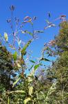 Persicaria extremiorientalis (Vorosch.) Tzvelev.