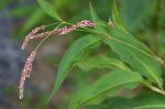 Persicaria extremiorientalis (Vorosch.) Tzvelev.