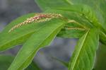 Persicaria extremiorientalis (Vorosch.) Tzvelev.