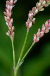 Persicaria extremiorientalis (Vorosch.) Tzvelev.