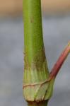 Persicaria extremiorientalis (Vorosch.) Tzvelev.