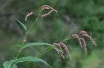 Persicaria extremiorientalis (Vorosch.) Tzvelev.