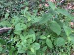 Persicaria filiformis (Thunb.) Nakai