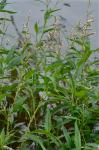 Persicaria densiflora (Meisner) Moldenke
