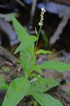 Persicaria densiflora (Meisner) Moldenke