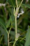 Persicaria densiflora (Meisner) Moldenke