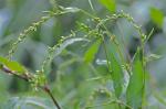 Persicaria hydropiper (L.) Spach