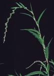 Persicaria hydropiper (L.) Spach