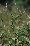 Persicaria hydropiperoides (Michx.) Small