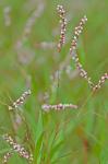 Persicaria hydropiperoides (Michx.) Small