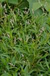 Persicaria hydropiperoides (Michx.) Small