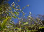 Persicaria lapathifolia (L.) Gray