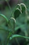 Persicaria lapathifolia (L.) Gray