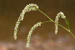 Persicaria lapathifolia (L.) Gray