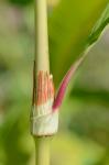 Persicaria lapathifolia (L.) Gray