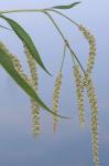 Persicaria lapathifolia (L.) Gray