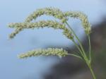 Persicaria lapathifolia (L.) Gray