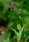 Persicaria longiseta (Bruijn) Kitagawa
