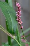 Persicaria longiseta (Bruijn) Kitagawa