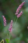 Persicaria longiseta (Bruijn) Kitagawa
