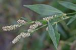 Persicaria maculosa Gray