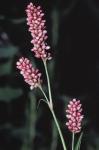 Persicaria maculosa Gray