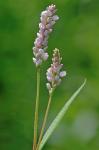 Persicaria pensylvanica (L.) M. Gomez