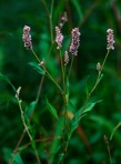 Persicaria pensylvanica (L.) M. Gomez