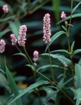 Persicaria pensylvanica (L.) M. Gomez