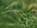 Persicaria punctata (Ell.) Small